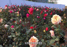 皇室規矩-公主的禮儀(片長11分鐘)